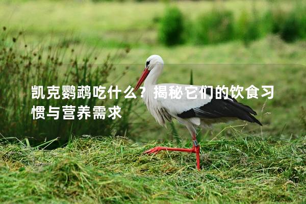 凯克鹦鹉吃什么？揭秘它们的饮食习惯与营养需求