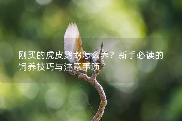 刚买的虎皮鹦鹉怎么养？新手必读的饲养技巧与注意事项