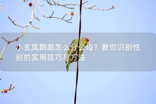 小玄凤鹦鹉怎么分公母？教你识别性别的实用技巧与方法