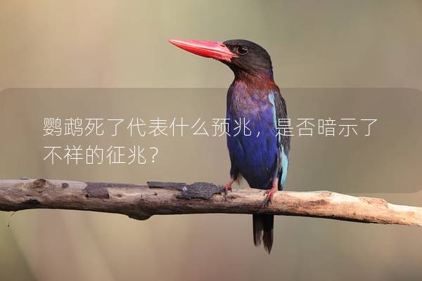 鹦鹉死了代表什么预兆，是否暗示了不祥的征兆？