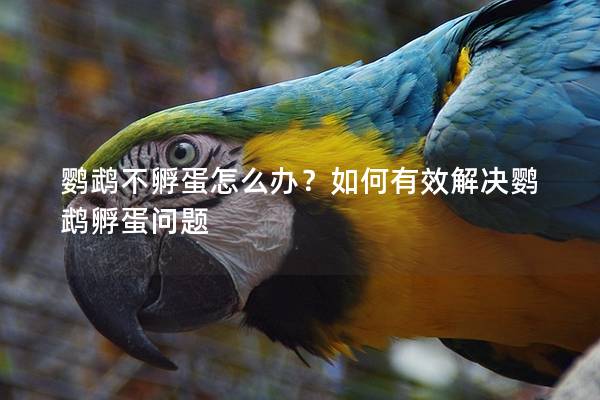 鹦鹉不孵蛋怎么办？如何有效解决鹦鹉孵蛋问题