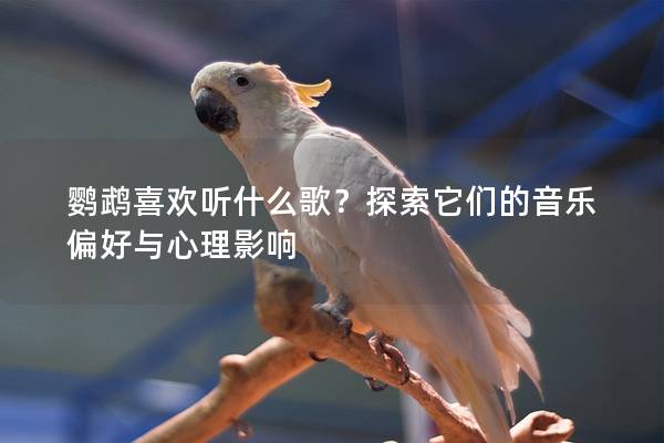 鹦鹉喜欢听什么歌？探索它们的音乐偏好与心理影响