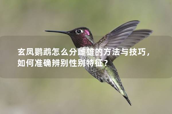 玄凤鹦鹉怎么分雌雄的方法与技巧，如何准确辨别性别特征？