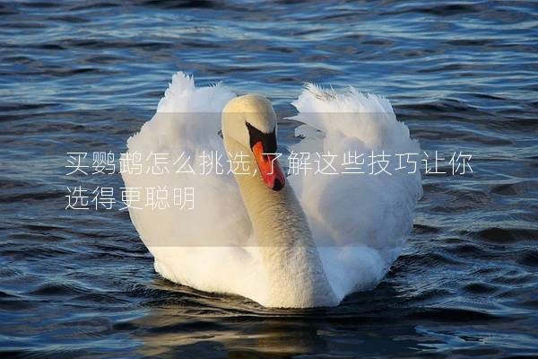 买鹦鹉怎么挑选,了解这些技巧让你选得更聪明