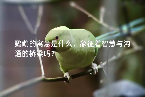 鹦鹉的寓意是什么，象征着智慧与沟通的桥梁吗？