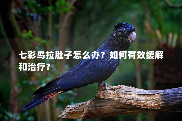 七彩鸟拉肚子怎么办？如何有效缓解和治疗？
