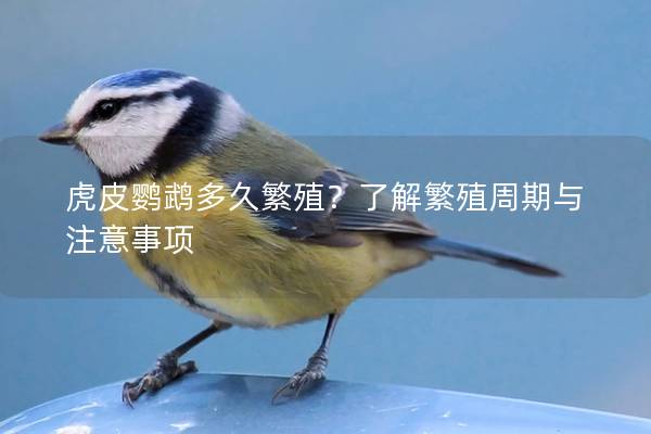 虎皮鹦鹉多久繁殖？了解繁殖周期与注意事项