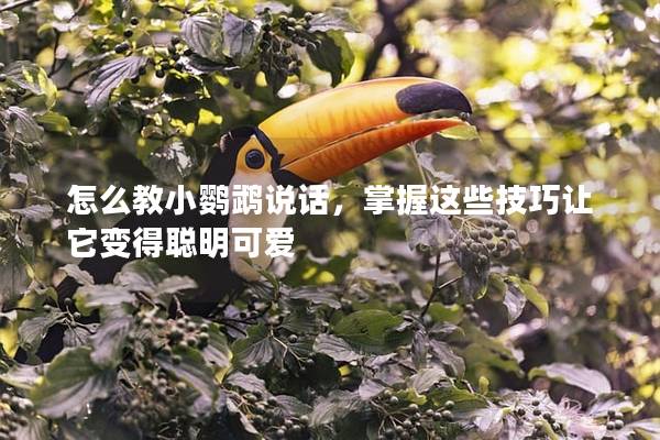 怎么教小鹦鹉说话，掌握这些技巧让它变得聪明可爱