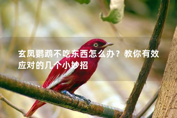玄凤鹦鹉不吃东西怎么办？教你有效应对的几个小妙招
