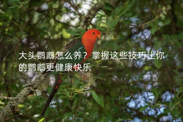 大头鹦鹉怎么养？掌握这些技巧让你的鹦鹉更健康快乐