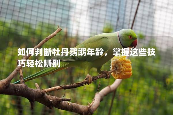 如何判断牡丹鹦鹉年龄，掌握这些技巧轻松辨别