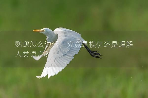 鹦鹉怎么说话，究竟是模仿还是理解人类语言？