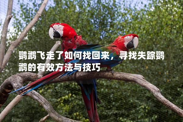 鹦鹉飞走了如何找回来，寻找失踪鹦鹉的有效方法与技巧