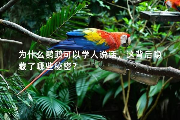 为什么鹦鹉可以学人说话，这背后隐藏了哪些秘密？