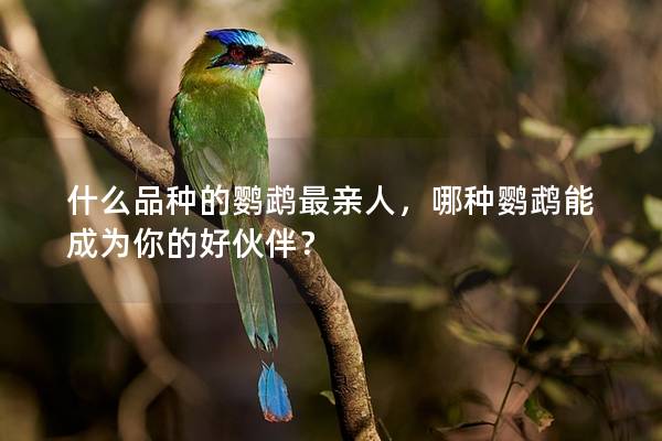什么品种的鹦鹉最亲人，哪种鹦鹉能成为你的好伙伴？