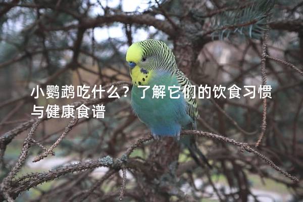 小鹦鹉吃什么？了解它们的饮食习惯与健康食谱