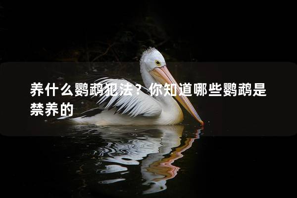养什么鹦鹉犯法？你知道哪些鹦鹉是禁养的