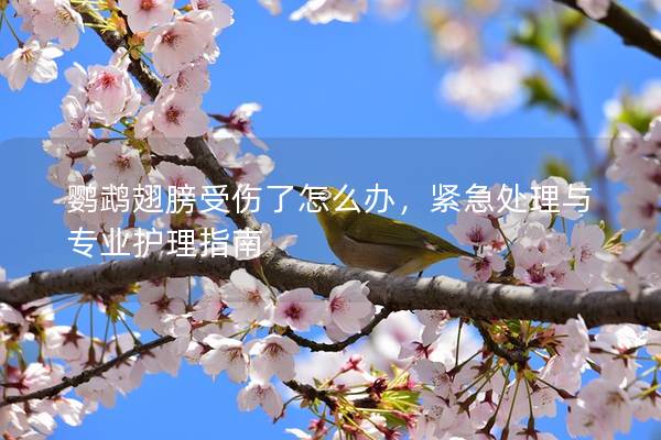鹦鹉翅膀受伤了怎么办，紧急处理与专业护理指南