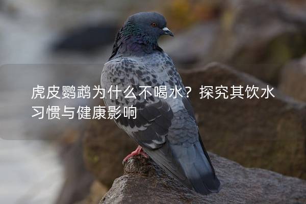 虎皮鹦鹉为什么不喝水？探究其饮水习惯与健康影响