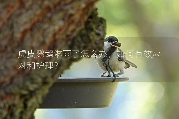 虎皮鹦鹉淋雨了怎么办，如何有效应对和护理？