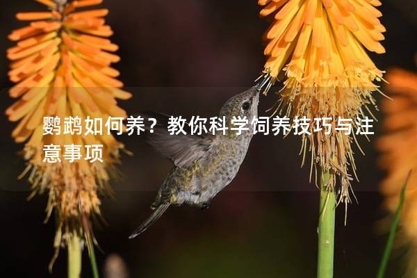 鹦鹉如何养？教你科学饲养技巧与注意事项
