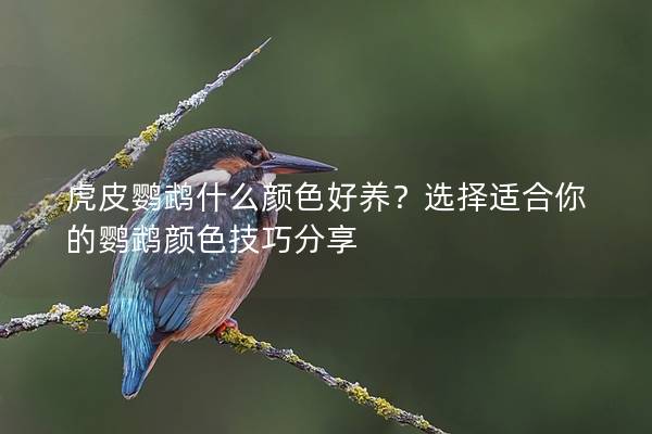 虎皮鹦鹉什么颜色好养？选择适合你的鹦鹉颜色技巧分享