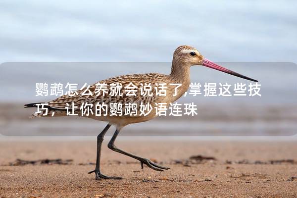 鹦鹉怎么养就会说话了,掌握这些技巧，让你的鹦鹉妙语连珠
