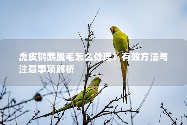 虎皮鹦鹉脱毛怎么处理？有效方法与注意事项解析