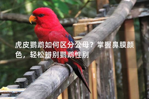虎皮鹦鹉如何区分公母？掌握鼻膜颜色，轻松辨别鹦鹉性别