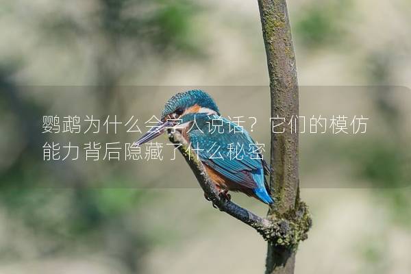 鹦鹉为什么会学人说话？它们的模仿能力背后隐藏了什么秘密