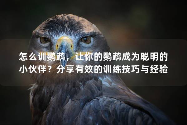 怎么训鹦鹉，让你的鹦鹉成为聪明的小伙伴？分享有效的训练技巧与经验