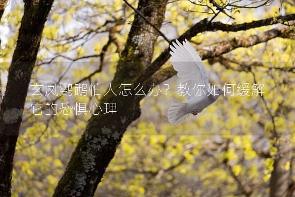 玄凤鹦鹉怕人怎么办？教你如何缓解它的恐惧心理