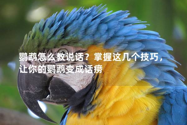 鹦鹉怎么教说话？掌握这几个技巧，让你的鹦鹉变成话痨