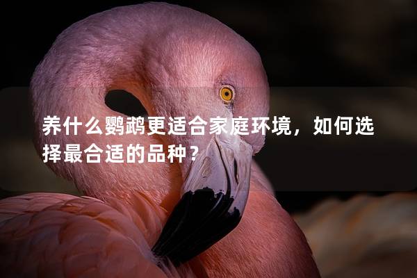 养什么鹦鹉更适合家庭环境，如何选择最合适的品种？