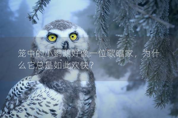 笼中的小鹦鹉好像一位歌唱家，为什么它总是如此欢快？