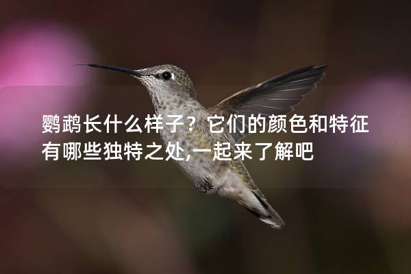 鹦鹉长什么样子？它们的颜色和特征有哪些独特之处,一起来了解吧