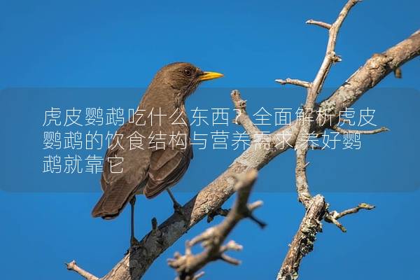 虎皮鹦鹉吃什么东西？全面解析虎皮鹦鹉的饮食结构与营养需求,养好鹦鹉就靠它