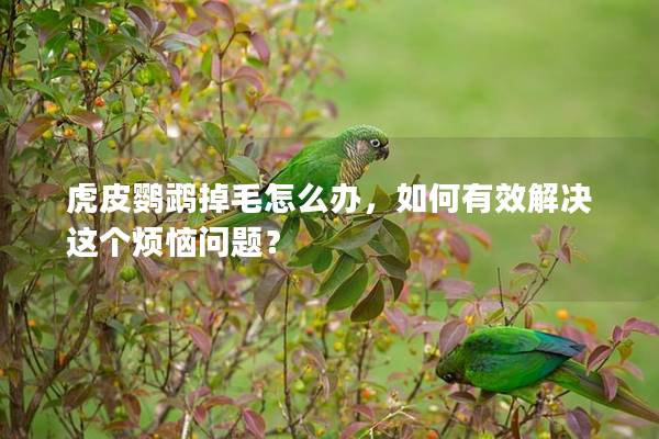 虎皮鹦鹉掉毛怎么办，如何有效解决这个烦恼问题？
