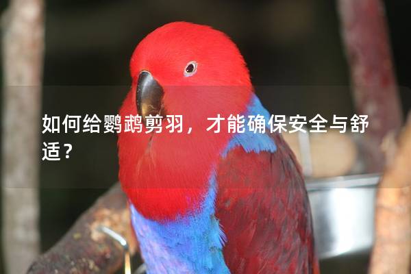 如何给鹦鹉剪羽，才能确保安全与舒适？