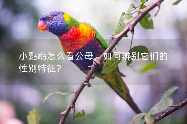 小鹦鹉怎么看公母，如何辨别它们的性别特征？