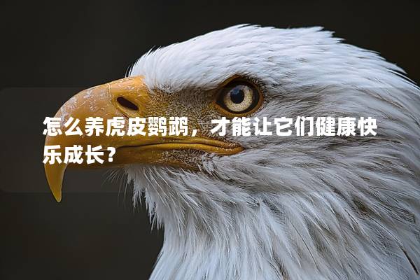 怎么养虎皮鹦鹉，才能让它们健康快乐成长？