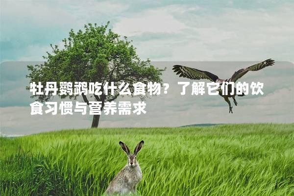 牡丹鹦鹉吃什么食物？了解它们的饮食习惯与营养需求