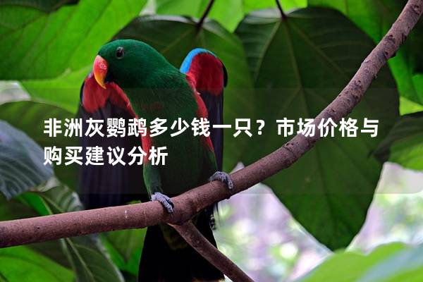 非洲灰鹦鹉多少钱一只？市场价格与购买建议分析