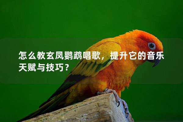 怎么教玄凤鹦鹉唱歌，提升它的音乐天赋与技巧？