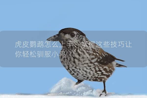 虎皮鹦鹉怎么上手，掌握这些技巧让你轻松驯服小鸟