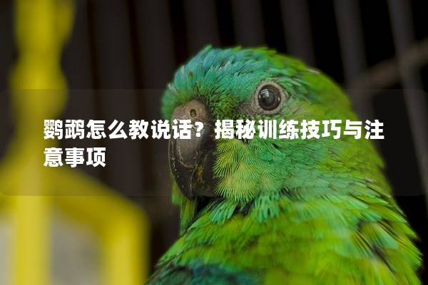 鹦鹉怎么教说话？揭秘训练技巧与注意事项