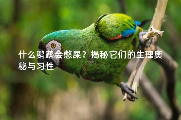 什么鹦鹉会憋屎？揭秘它们的生理奥秘与习性