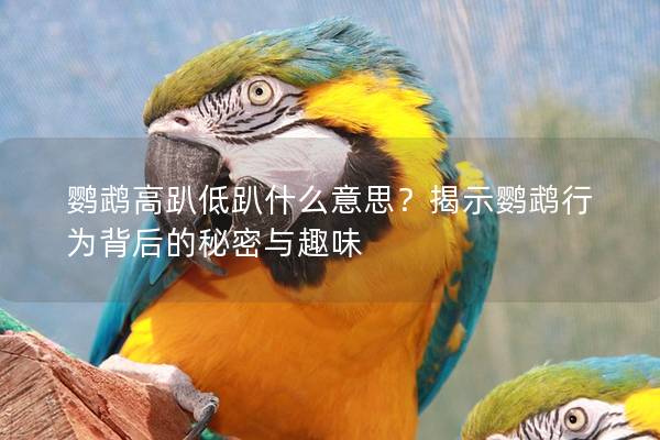 鹦鹉高趴低趴什么意思？揭示鹦鹉行为背后的秘密与趣味