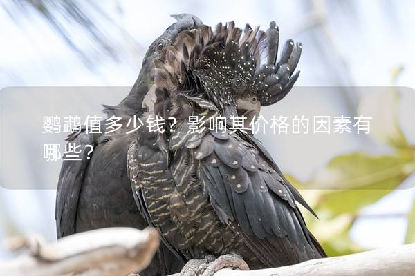 鹦鹉值多少钱？影响其价格的因素有哪些？