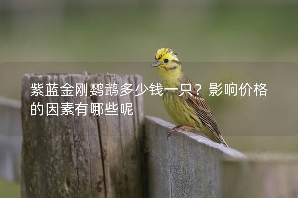 紫蓝金刚鹦鹉多少钱一只？影响价格的因素有哪些呢